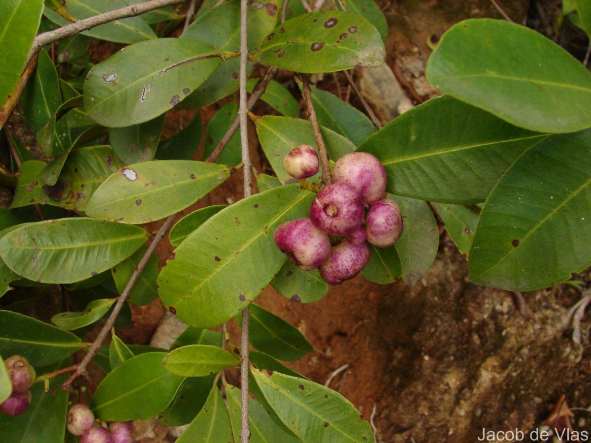 Syzygium caryophyllatum (L.) Alston